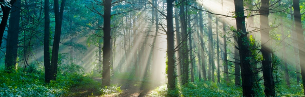 BrainPack • Image and Text